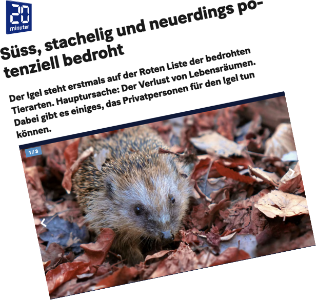 Igel auf roter Liste