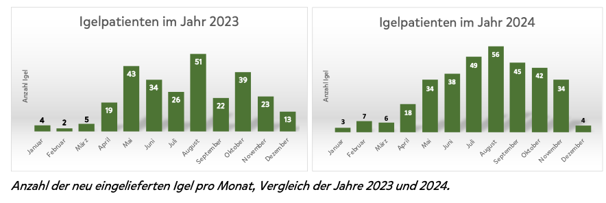 Walterzoo Igelpatienten 2023 2024